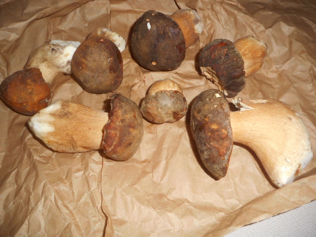 aiuto id. boletus